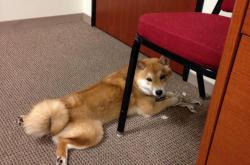 英雄联盟总决赛门票-雷霆万钧锁鹈鹕，范弗利特三分里程碑照亮征途