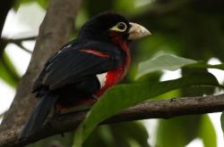 英雄联盟总决赛门票-正面击溃贝蒂斯，库尔图瓦一夫当关成就关键先生