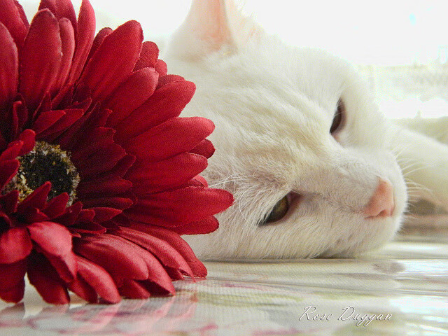 奇迹的代名词，当哈登在世界排名争夺战之夜将数据变成艺术