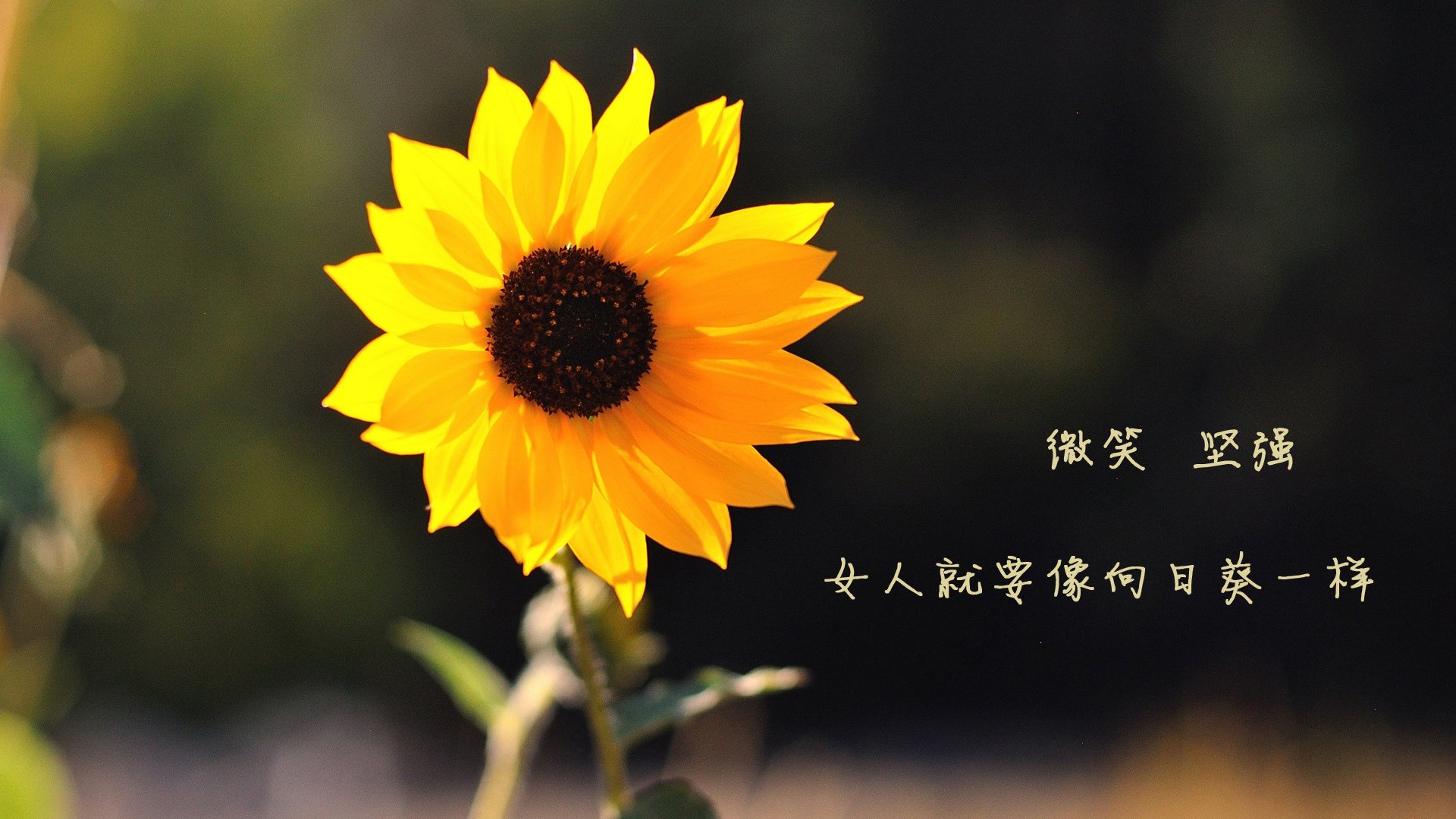 航海家的终极航海,孔德压哨击沉厄瓜多尔,葡萄牙险中求胜