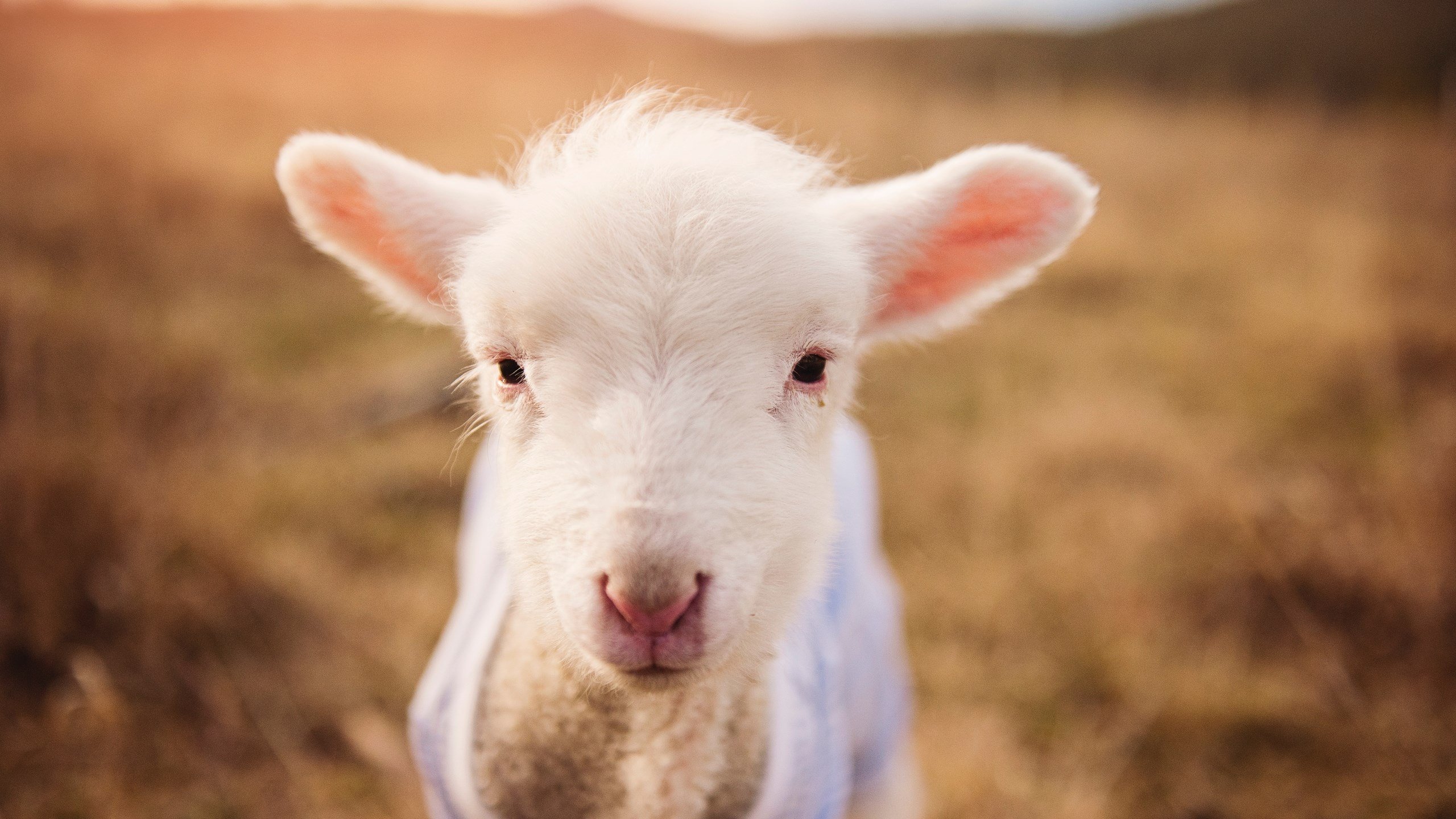 文艺复兴式逆转,楚阿梅尼如何用一脚大理石雕塑击穿伊拉克铁壁