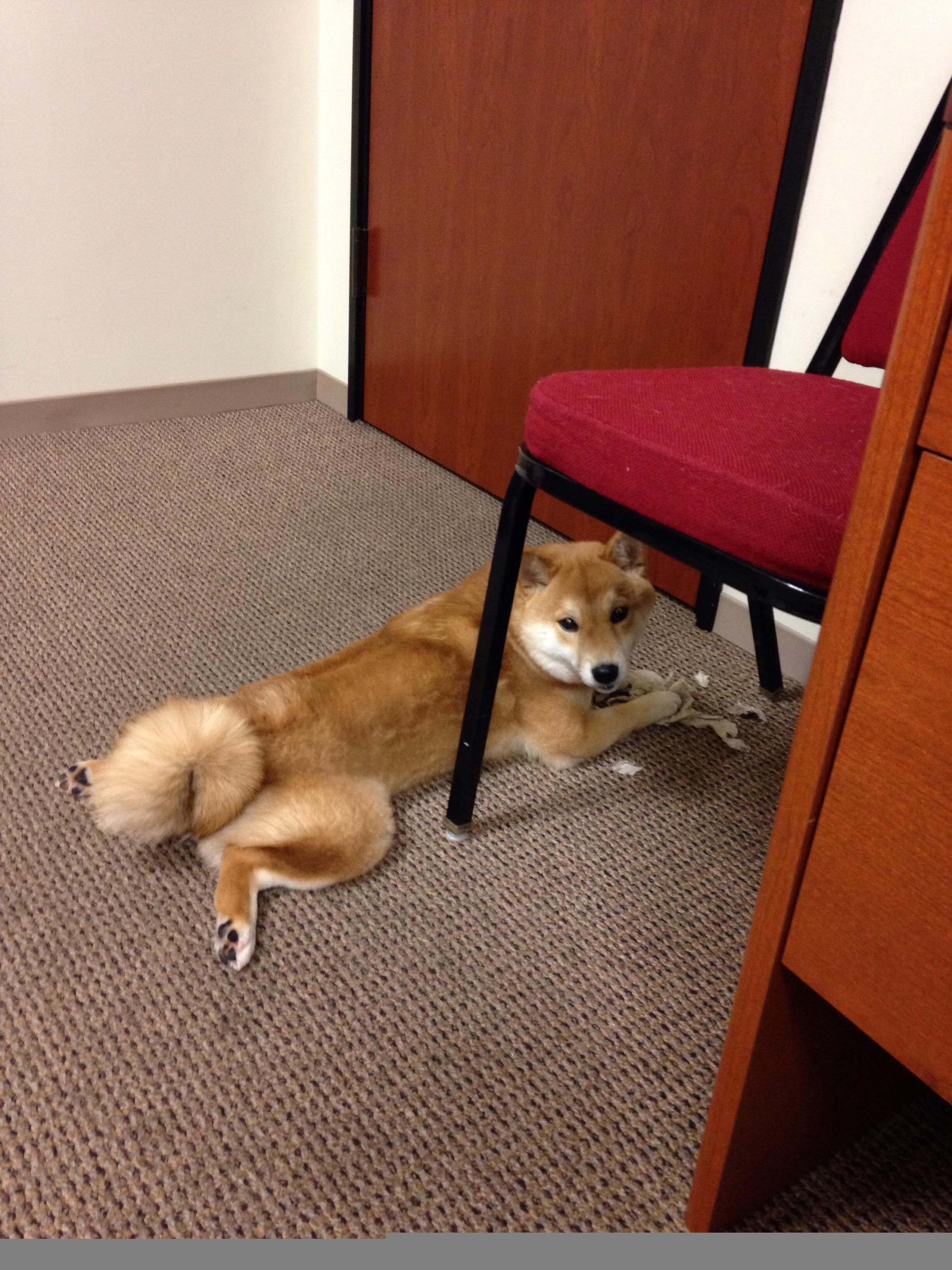 雷霆万钧锁鹈鹕，范弗利特三分里程碑照亮征途
