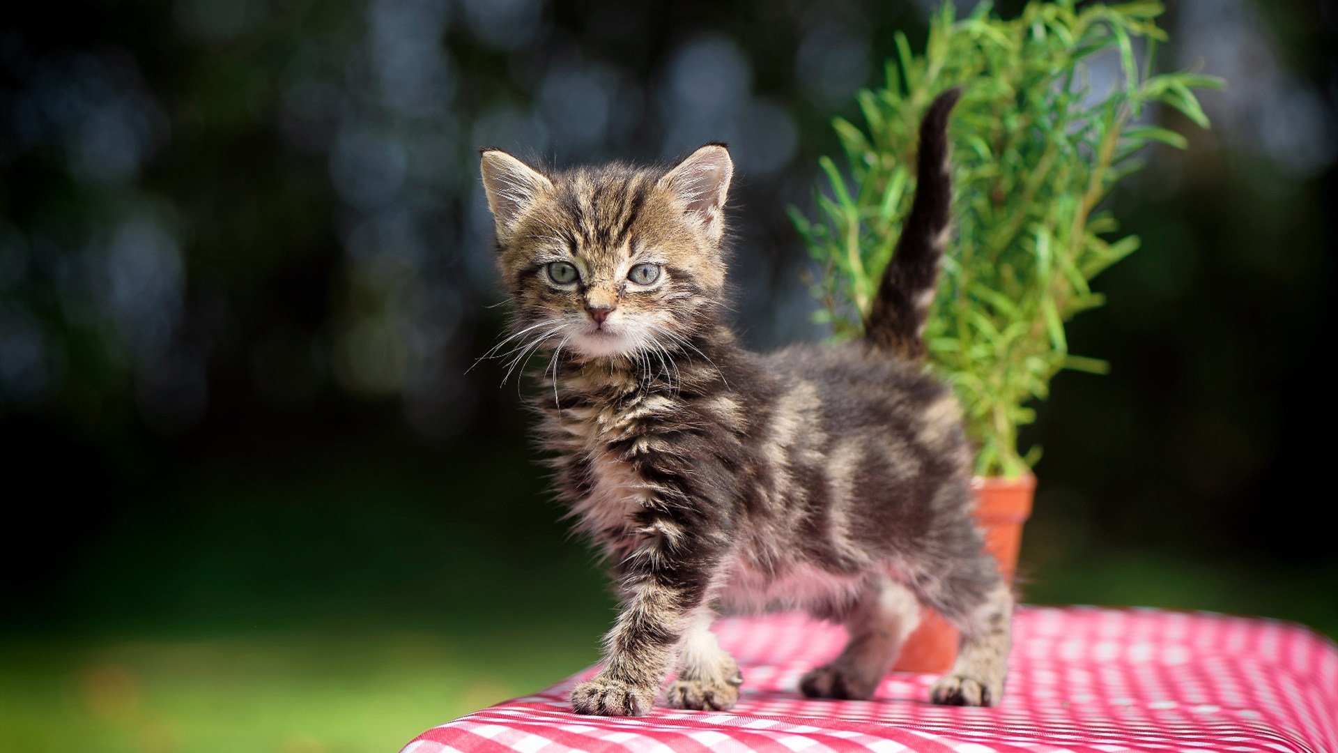 2026年7月19日，莱万时间