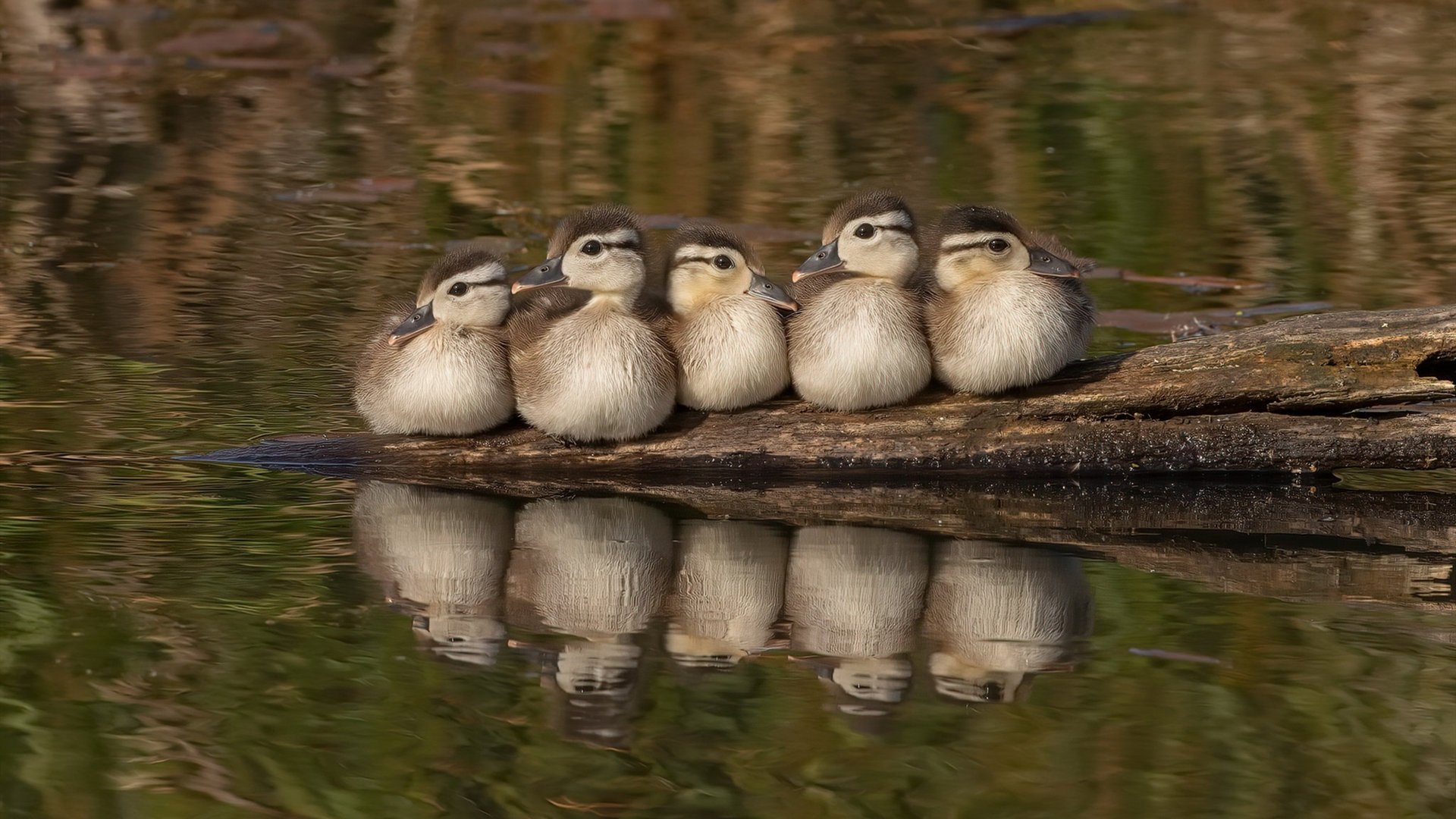 无声处听惊雷，从嘘声到欢呼，杰伦·格林如何将活塞锻成锁死太阳的玄铁重闸