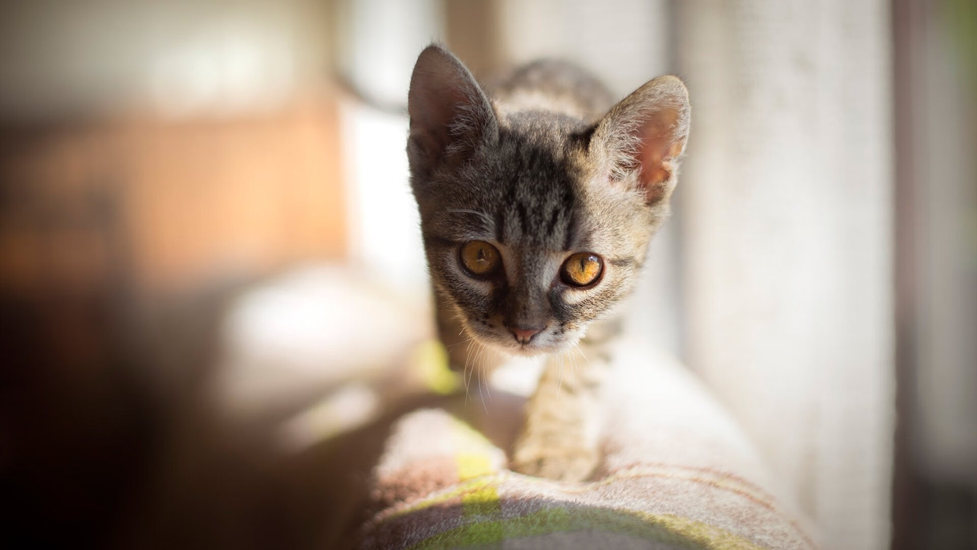 跨界风暴，当约基奇在北京五棵松完成终极救赎