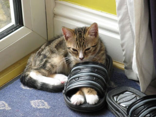 沉默者引爆的奇迹，当哥斯达黎加掀翻红魔，布雷默向东决亮剑