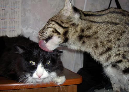 仙人掌炮火覆盖袋鼠军团，基米希一箭定江山！