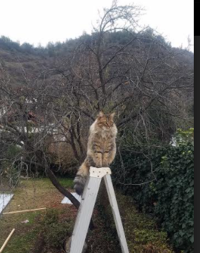 欧文单骑扫三晋，当达拉斯的月光照亮山西的夜空