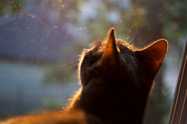 雷霆乍起，铁壁降临，戈贝尔如何用一场比赛，诠释统治力的真正含义？