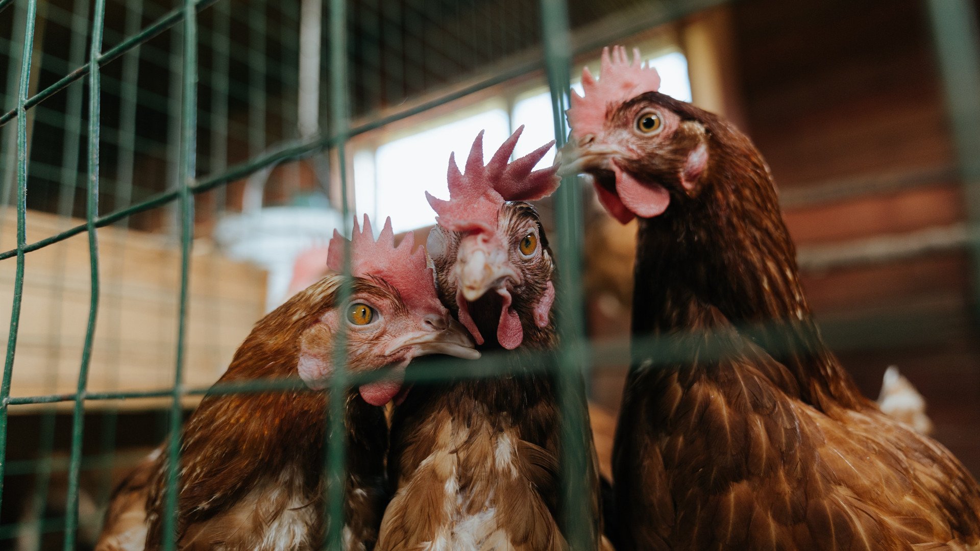 东京白夜,富安健洋在欧冠半决赛的沉默革命