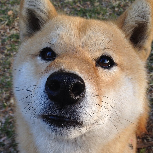 钢铁洪流与致命丝线，当骑士的碾压美学遇上克莱的关键先生时刻