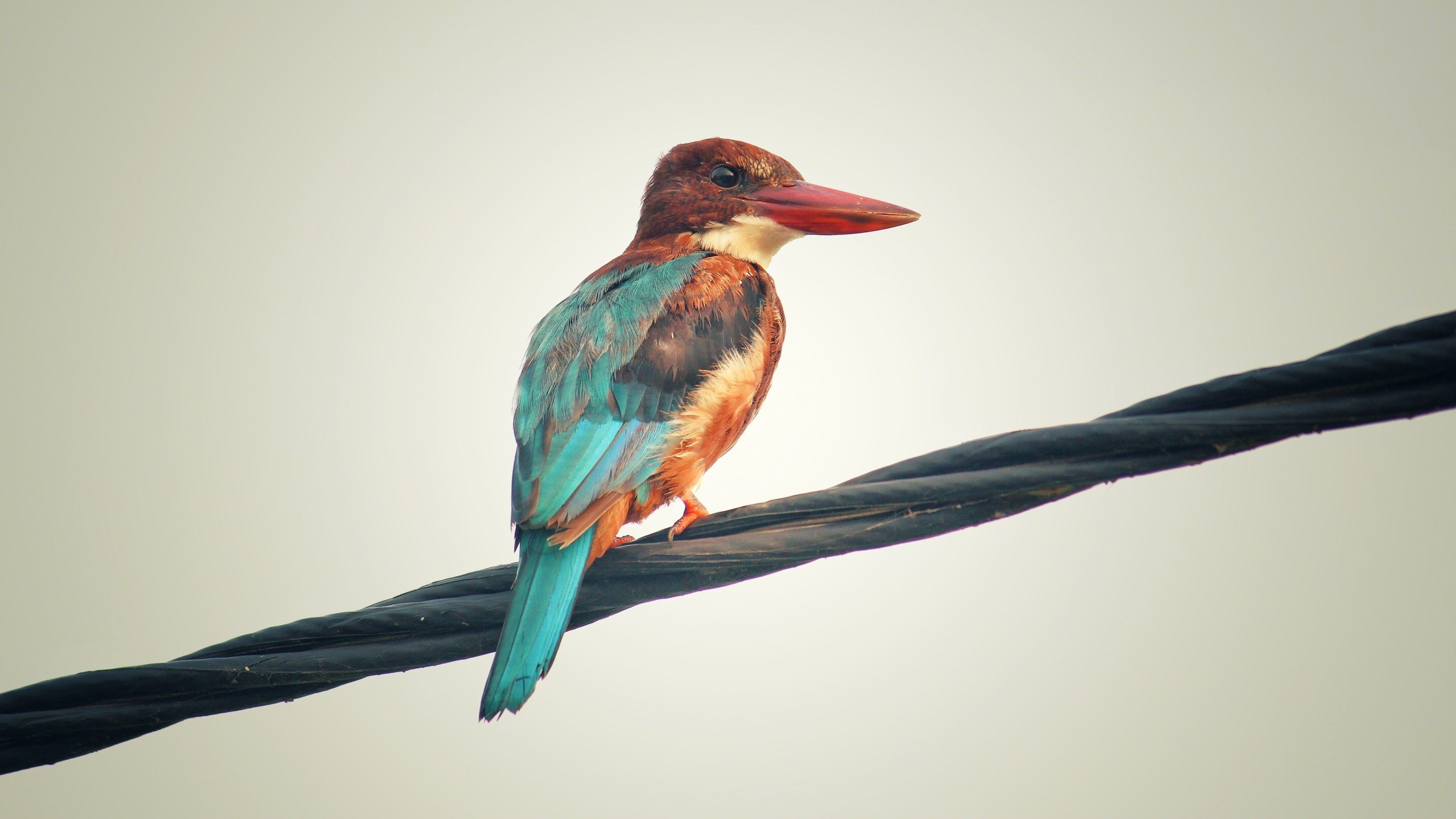 王者之矛与黄金之盾的终极碰撞，2026世界杯G组，法国以天才之名击碎比利时黄金一代的宿命，而哈兰德用三粒进球向世界宣告新王当立